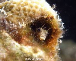 Mr. Blenny by David Smith 